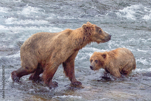 Alaskan Kodiak Brown Bear Sow and Cub Wading in Brooks River, Katmai National Park, Alaska