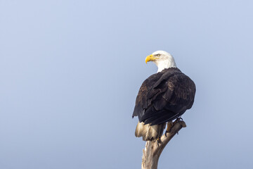 Bald Eagle Perched on Driftwood Branch Looking Over Shoulder, Homer Spit, Alaska