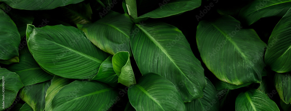 Obraz premium The vibrant green of the leaves in summer in Asia is beautiful.