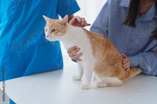 Obraz na płótnie Veterinarian consulting pet owner while examining cat for healthcare service in clinic