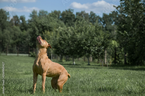 Obraz na płótnie An American Pit Bull Terrier with a toy soccer ball in its mouth runs across a grassy field surrounded by trees in the background