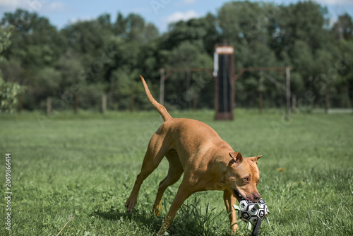 Foto An American Pit Bull Terrier with a toy soccer ball in its mouth runs across a grassy field surrounded by trees in the background
