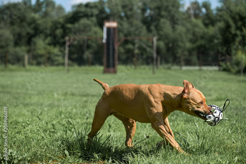 Fotografie An American Pit Bull Terrier with a toy soccer ball in its mouth runs across a grassy field surrounded by trees in the background