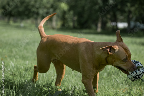 Foto An American Pit Bull Terrier with a toy soccer ball in its mouth runs across a grassy field surrounded by trees in the background