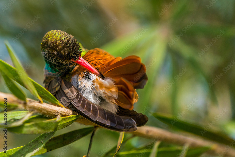 Obraz premium Peruvian Sheartail (Thaumastura cora) preening its feathers while perched on a tree branch in Lima, Peru. Close-up wildlife photograph showing natural grooming behavior in an urban green area