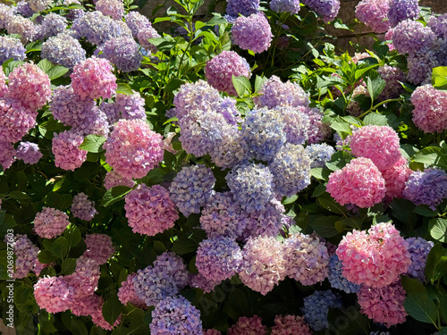 Hydrangea flowers blue purple pink hortensia blooms mophead hydrangeas in garden.