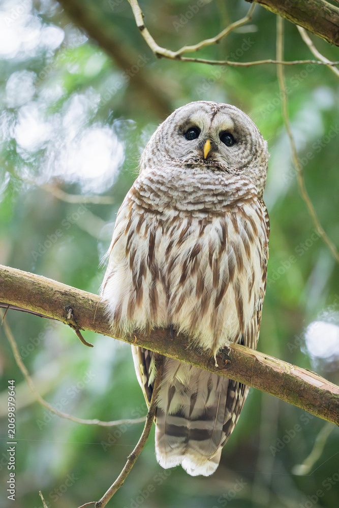 Fototapeta premium great grey owl