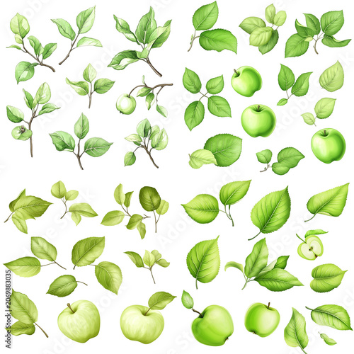 Watercolor Apple Tree Foliage and Fruit: Green Apples and Leaves Collection
