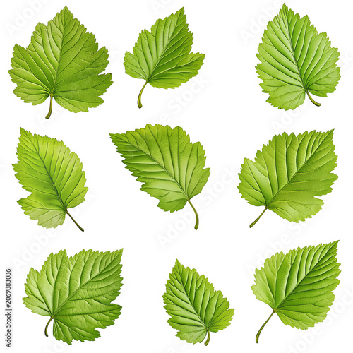 Nine Vibrant Green Leaves Detailed Botanical Illustration