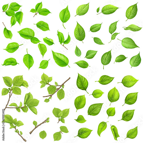 Vibrant Green Leaves Collection: Single Leaves and Sprigs
