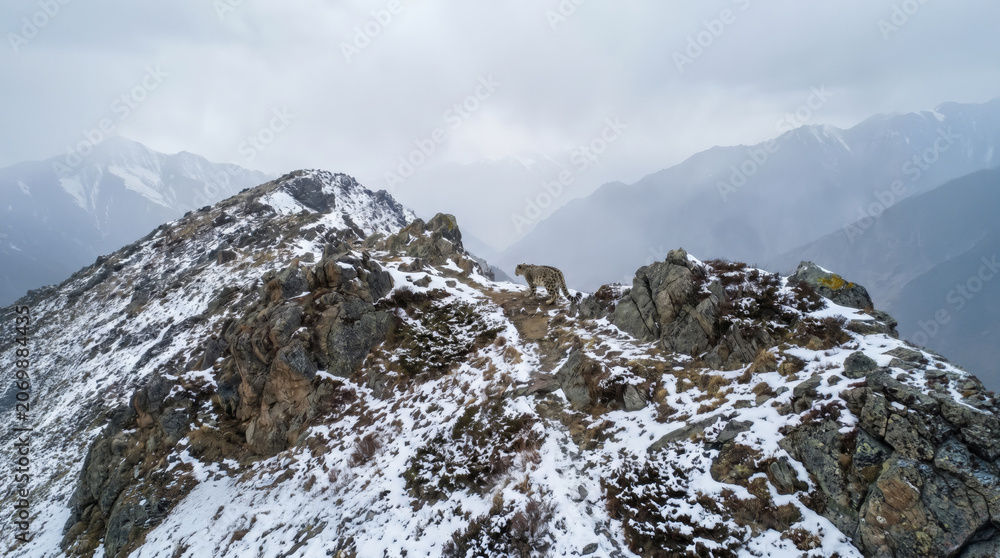 Obraz premium Snow Leopard on Snowy Mountain Ridge