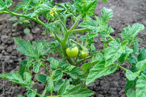 Green tomato growing on a vine in a garden. Fresh vegetable cultivation for healthy food production.