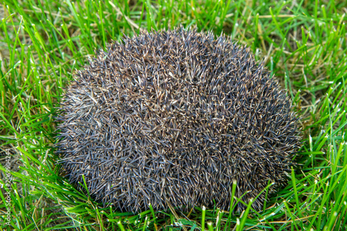 Curled up prickly hedgehog in the grass. Forest hedgehog in its natural habitat.