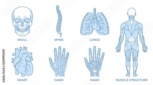 Tableau sur toile Human anatomy icons featuring skull spine lungs heart and muscles