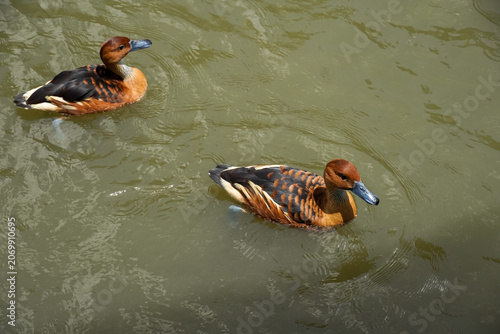 Two fulvous whistling ducks swim gracefully on murky green water surface