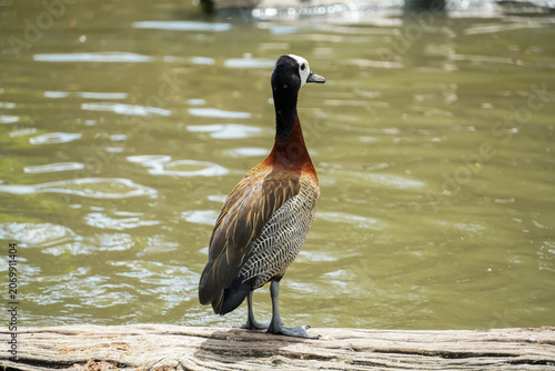 Fotografie White-faced whistling duck stands on a log near calm water