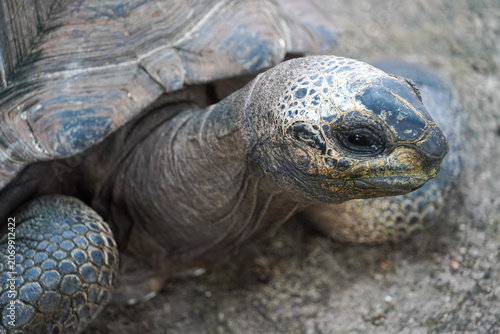 фотографія Giant tortoise with textured skin and ancient shell, close-up portrait