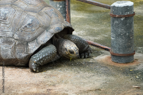 Foto Giant tortoise with textured shell and scaly legs slowly walks on concrete groun