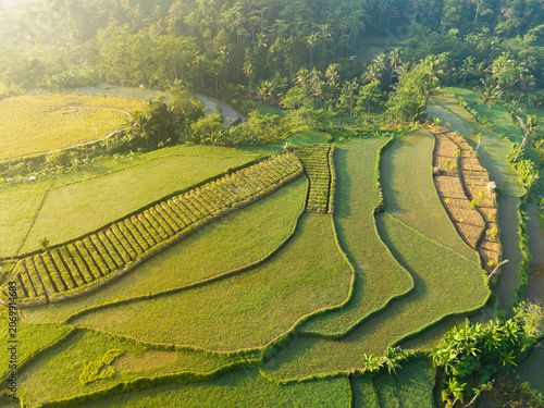 Aerial view of lush green rice terraces in Selomerto, with neatly arranged rows of crops and surrounding tropical trees in Selomerto, Central Java, Indonesia.