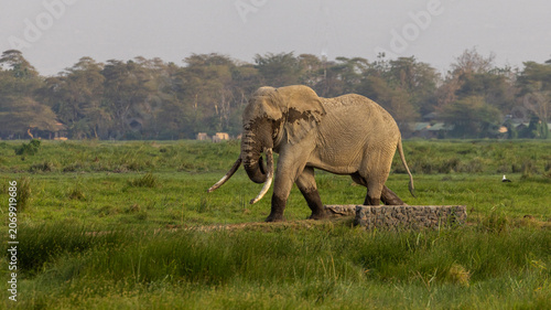 African elephant bull tusker named Pascal who was wading and giving himself a mudbath in Amboseli National Park in East Africa Kenya KEN