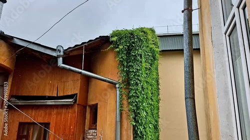 Lush green ivy cascades down a rain soaked urban building facade, creating a vibrant natural contrast against city architecture. Fresh foliage, rainfall, and serene atmosphere