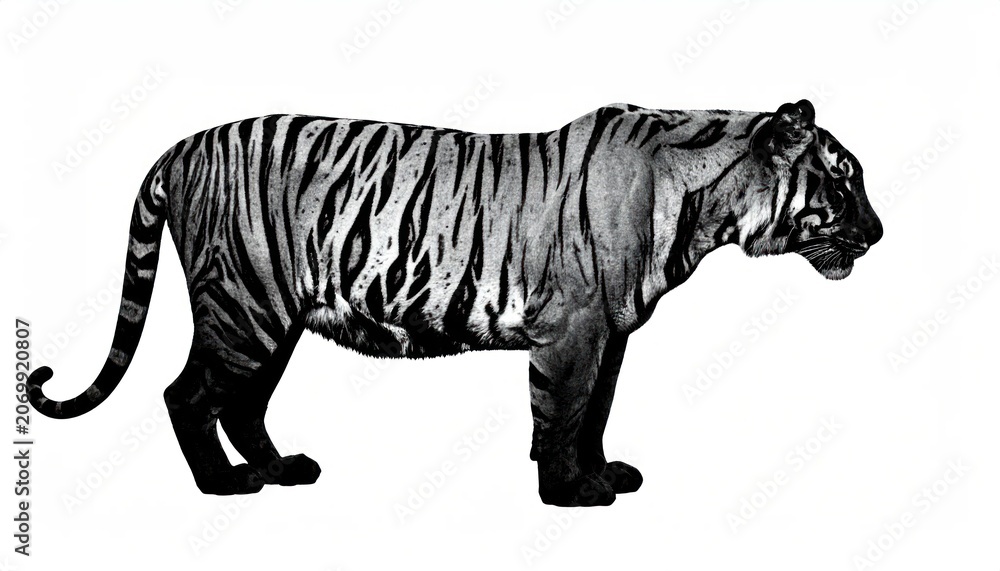 Obraz premium Black and White Tiger Profile on White Background