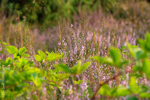 Close-up of wild heather flowers with soft blurred background