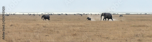 Baby African Savannah Elephant running and playing in Amboseli National Park in East Africa Kenya KEN