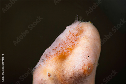 Fotografía Close up view of cryptic sponge shrimp camouflaged on a marine sponge in Anilao,