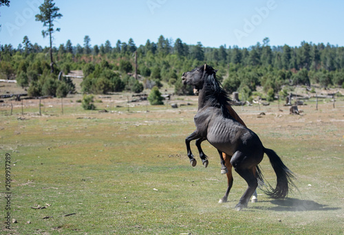 Black and Bay Stallions rearing up while fighting in the Apache Sitgreaves National Forest near Heber Arizona United States