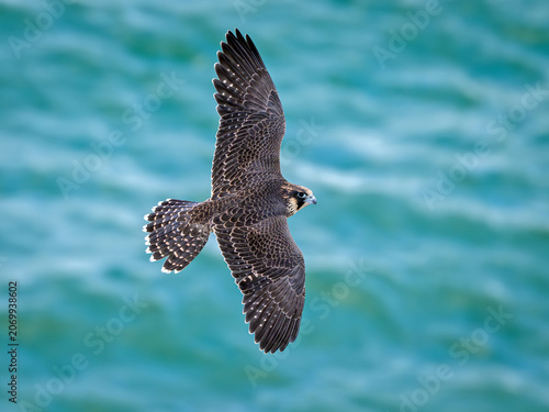 Peregrine falcon (Falco peregrinus) Juvenile