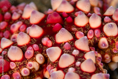 Valokuva Close up of warty sea star surface texture in Anilao Philippines