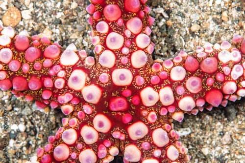 Fotografie Close up of colorful warty sea star on sandy seabed in Anilao Philippines