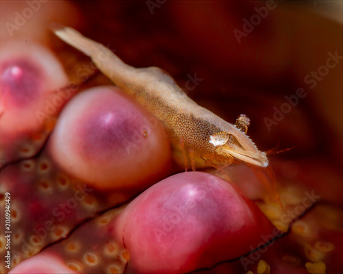 фотографія Close Up of Seastar Shrimp on Warty Sea Star in Anilao Philippines