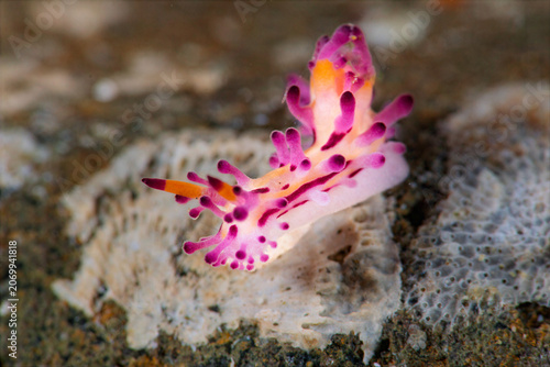 Colorful nudibranch crawling over coral reef substrate in Anilao Philippines