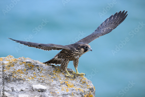 Peregrine falcon (Falco peregrinus) Juvenile