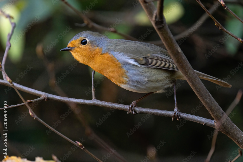 Fototapeta premium Rotkehlchen (Erithacus rubecula)