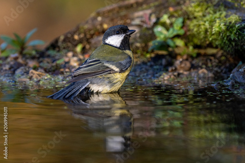 Tableau sur toile Kohlmeise (parus major)