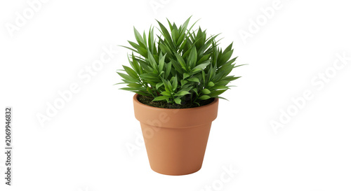 Green grass plant growing in terracotta pot on white background minimalist decor
