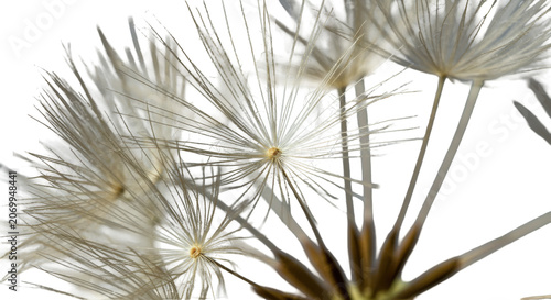 Close-up of delicate white dandelion seeds isolated on transparent background