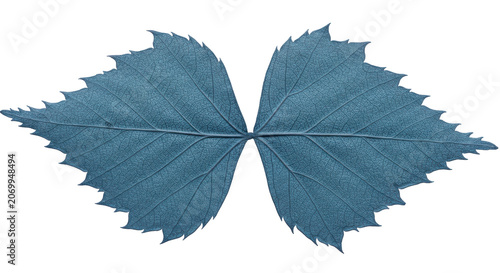 Symmetrical Blue Leaf Cutout with Vein Details on Transparent Background