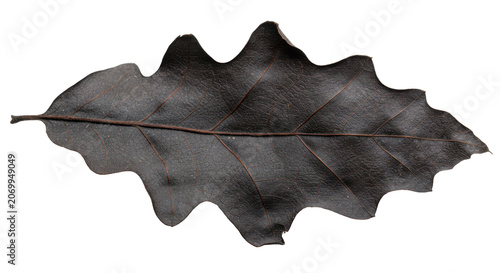 Detailed dark green maple leaf isolated on transparent background with natural veins