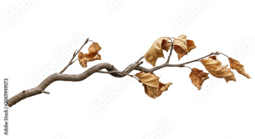Autumn leaves branch isolated on transparent background with natural fall foliage colors