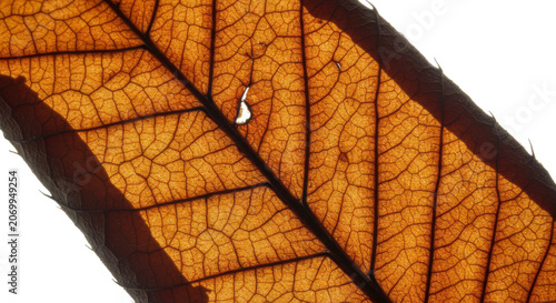 Close-up view of sliced ripe banana with yellow and brown spots on white background