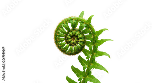 Fresh green artichoke bud isolated on transparent background with vibrant leaves