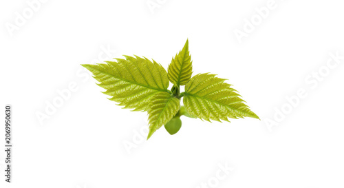 Fresh green cannabis leaf isolated on transparent background with natural lighting