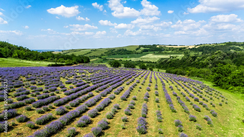 Aerial view of a vibrant lavender field with rows of purple flowers stretching across rolling green hills under a bright blue sky in Novi Sad, Vojvodina, Serbia.