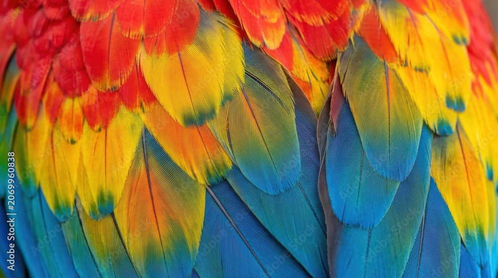 Fototapeta premium Vibrant Scarlet Macaw Parrot Feathers Macro Texture Close Up Abstract Background Pattern for Wildlife Conservation and Tropical Nature Design Projects