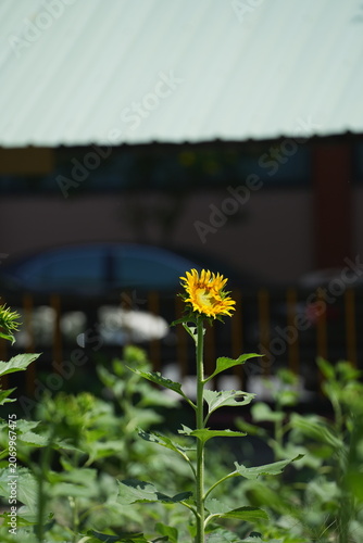A bright yellow sunflower blooming in a green field during daylight, standing tall with vibrant petals and lush foliage. The image represents freshness, positivity, and natural beauty, making it ideal