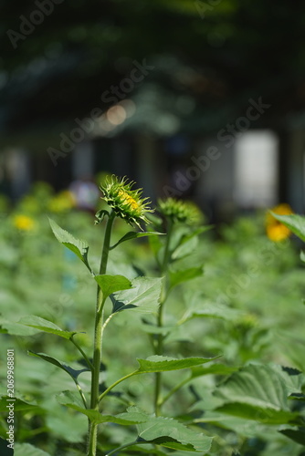 A bright yellow sunflower blooming in a green field during daylight, standing tall with vibrant petals and lush foliage. The image represents freshness, positivity, and natural beauty, making it ideal